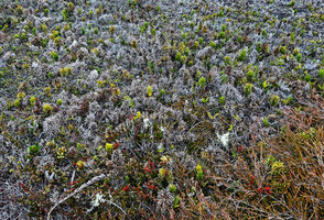 Lycopodium (Palhinhaea) hydrophilum, erect branched stems covering the wet sandy savanna, the old ones, persistant ones dead, becoming grey and similar to Lichens, Anggi Lakes, 2300 m asl, Arfak Mts, West Papua
