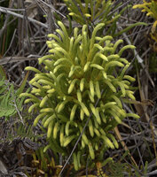Lycopodium (Palhinhaea) hydrophilum, much branched erect Conifer like stems, each one ending in a curved strobilus,  Anggi Lakes, 2300 m asl, Arfak Mts, West Papua