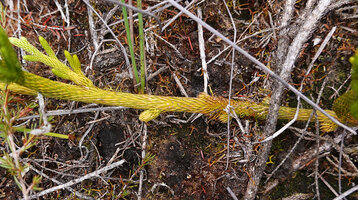 Lycopodium (Palhinhaea) hydrophilum, part of the main creeping rooting stem with some blocked pseudo lateral stems due to unequal dichotomy, Anggi Lakes, 2300 m asl, Arfak Mts, West Papua