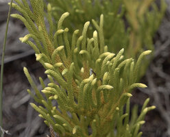 Lycopodium (Palhinhaea) hydrophilum, stems ending in yellowish curved strobili, Anggi Lakes, 2300 m asl, Arfak Mts, West Papua