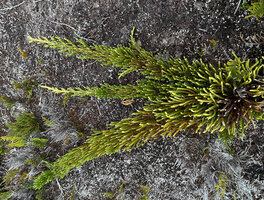 Lycopodium (Palhinhaea) hydrophilum, three stems straightly creeping and colonising the sandy wet savanna, Anggi Lakes, 2300 m asl, Arfak Mts, West Papua