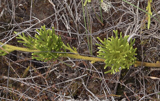 Lycopodium (Palhinhaea) hydrophilum, two erect much branched conifer like stems due to unequal dichotomy, emerging from the creeping stem, Anggi Lakes, 2300 m asl, Arfak Mts, West Papua
