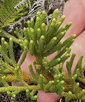 Lycopodium (Palhinhaea) hydrophilum, young erect much branched coniferoid stem due to unequal dichotomy, Anggi Lakes, 2300 m asl, Arfak Mts, West Papua
