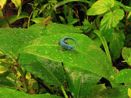 Lygodactylus williamsii drinking water on a Ficus leaf, Patrick Blanc home, Paris