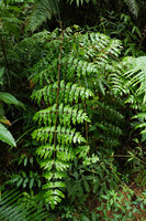 Histiopteris herbacea, sterile frond, Imbu Rano, Kolombangara, Solomon Islands