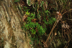 Lysionotus, Wulin, Taiwan