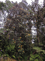 Macaranga carrii at forest edge, Mount Hagen, 2800 m asl, Papua New Guinea