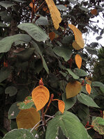 Macaranga carrii, leaves, Mount Hagen, 2800 m asl, Papua New Guinea