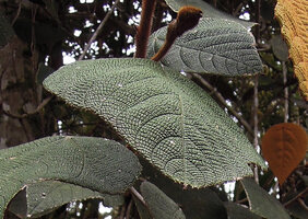 Macaranga carrii, strongly bullate leaves, Mount Hagen, 2800 m asl, Papua New Guinea