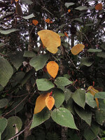 Macaranga carrii, young rufous orange leaves and adult bullate leaves, Mount Hagen, 2800 m asl, Papua New Guinea