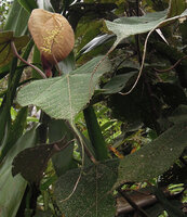 Macaranga intonsa, inflorescence, young rusty leaf, hairy petiole and very long acumen, Rondon Ridge, 2000 m asl, Tari, Papua New Guinea