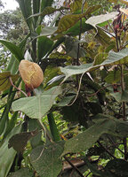Macaranga intonsa, leaves with very long acumens, Rondon Ridge, 2000 m asl, Tari, Papua New Guinea