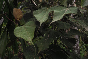 Macaranga intonsa, Nouvele Guinée, Papua New Guinea