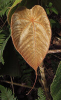 Macaranga intonsa, young densely hairy leaf, Rondon Ridge, 2000 m asl, Tari, Papua New Guinea