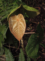 Macaranga intonsa, young leaves in forest understory, Rondon Ridge, 2000 m asl, Tari, Papua New Guinea