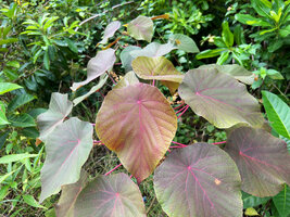 Macaranga tanarius, a light purple individual intermediate between the dark purple and the plain green individuals, Malapascua, Cebu, Philippines