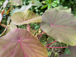 Macaranga tanarius, a light purple male invividual with some flowers at anthesis, Malapascua, Cebu, Philippines