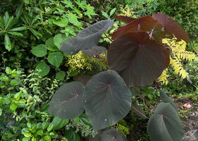 Macaranga tanarius, anthocyanic purple leaved individual and a small green one, Malapascua, Cebu, Philippines