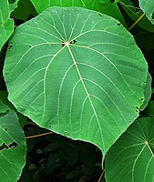 Macaranga tanarius, plain green leaved individual with yellowish main veins and white glands on the top veins, Malapascua, Cebu, Philippines