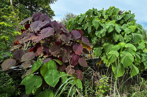 LEAF COLORS AND STRUCTURES 3