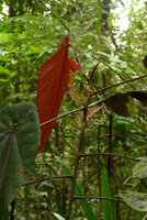 Macaranga vitiensis, monocaulous treelet with red anthocyanic leaves and inflorescences, Colo-I-Suva, Viti Levu, Fiji, Aug. 2016