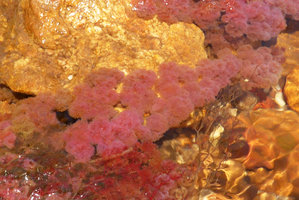 Macarenia clavigera, bright pink, filamentous leafy structures, Cano Cristales, Serrania Macarena NP, Meta, Colombia