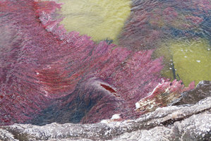 Macarenia clavigera, bright pink leafy stems following the direction of the water current in its stony rheophytic habitat, Cano Cristales, Serrania Macarena NP, Meta, Colombia
