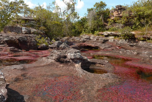 Macarenia clavigera, emersed and still submersed populationst at the transition between humid and dry season, Cano Cristales, Serrania Macarena NP, Meta, Colombia