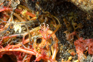 Macarenia clavigera, flower close up, Cano Cristales, Serrania Macarena NP, Meta, Colombia
