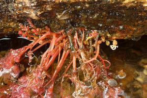 Macarenia clavigera, flowering plant at decreasing water level, most flowers still enclosed in basal bract, Cano Cristales, Serrania Macarena NP, Meta, Colombia