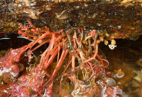 Macarenia clavigera, flowering plant at decreasing water level, most flowers still enclosed in basal bract, without Patrick Blanc, Cano Cristales, Serrania Macarena NP, Meta, Colombia