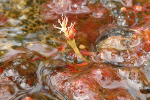 Macarenia clavigera, flower emerging from basal spathella, stamens, ovary and bifid style, Cano Cristales, Serrania Macarena NP, Meta, Colombia