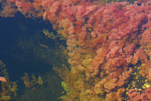 Macarenia clavigera, gradient between deeper greenish weak individuals and upper bright pink filamentous leaved individuals, Cano Cristales, Serrania Macarena NP, Meta, Colombia