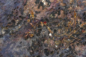 Macarenia clavigera, infructescences with bracts enclosing many ribbed capsular fruits over totally dried and dead vegetative parts, Cano Cristales, Serrania Macarena NP, Meta, Colombia