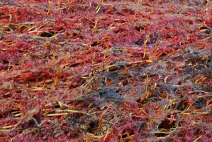 Macarenia clavigera, large flowering population at decreasing water level, Cano Cristales, Serrania Macarena NP, Meta, Colombia
