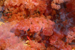Macarenia clavigera, petioles ending in bright pink filamentous bundles of leafy structures, Cano Cristales, Serrania Macarena NP, Meta, Colombia