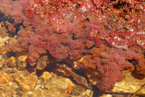 Macarenia clavigera, petioles ending in bright pink filamentous leafy structures, Cano Cristales, Serrania Macarena NP, Meta, Colombia