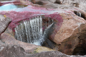 Macarenia clavigera, population beginning to emerse and desiccate just before flowering, at the transition between humid and dry season, Cano Cristales, Serrania Macarena NP, Meta, Colombia