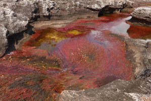 Macarenia clavigera, population following the fast flowing water holes, Cano Cristales, Serrania Macarena NP, Meta, Colombia