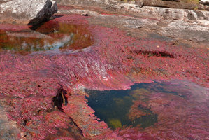Macarenia clavigera, population in its rheophytic stony habitat at the transition between humid and dry season, Cano Cristales, Serrania Macarena NP, Meta, Colombia