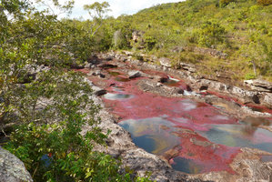 Macarenia clavigera, population in its stony habitat at the transition between humid and dry season, Cano Cristales, Serrania Macarena NP, Meta, Colombia