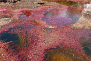 Macarenia clavigera, vegetative submerged and partly emersed flowering population at decreasing water level, Cano Cristales, Serrania Macarena NP, Meta, Colombia