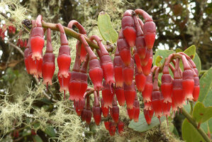  Macleania rupestris, Chingaza paramo, Bogota, Colombia