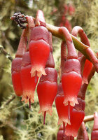 Macleania rupestris, flowers close up, Chingaza paramo, Bogota, Colombia