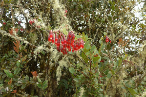 Macleania rupestris in habitat, Chingaza paramo, Bogota, Colombia