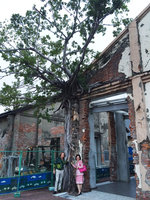 Madame Tchen and Patrick Blanc under a Ficus with roots embracing a newly re-established artist studio , Kaohsiung, Taiwan, Oct. 2015