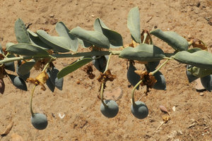 Maerua edulis, refringent glaucous leaves and maturing fruits, Liwonde NP, Malawi