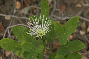 Maerua triphylla, flower, Liwonde NP, Malawi