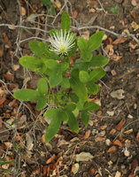 Maerua triphylla, Liwonde NP, Malawi