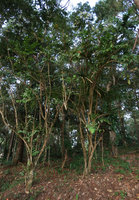 Mahonia duclouxiana in forest remnants of Hmong village, Doi Suthep, Thailand
